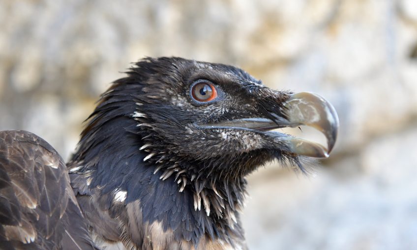 Un gypaète suisse en convalescence en Provence - La Salamandre