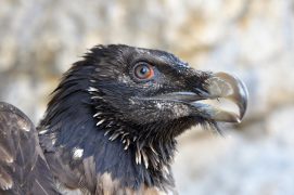 Portrait de Mison. Le jeune oiseau, reconnaissable à son plumage sombre et sa tête moire, est très nerveux. Son anneau sclérotique est fortement irrigué et vire au rouge. / © Hansruedi Weyrich