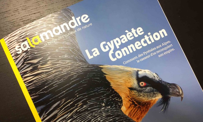 La Gypaète Connection La Salamandre n° 249