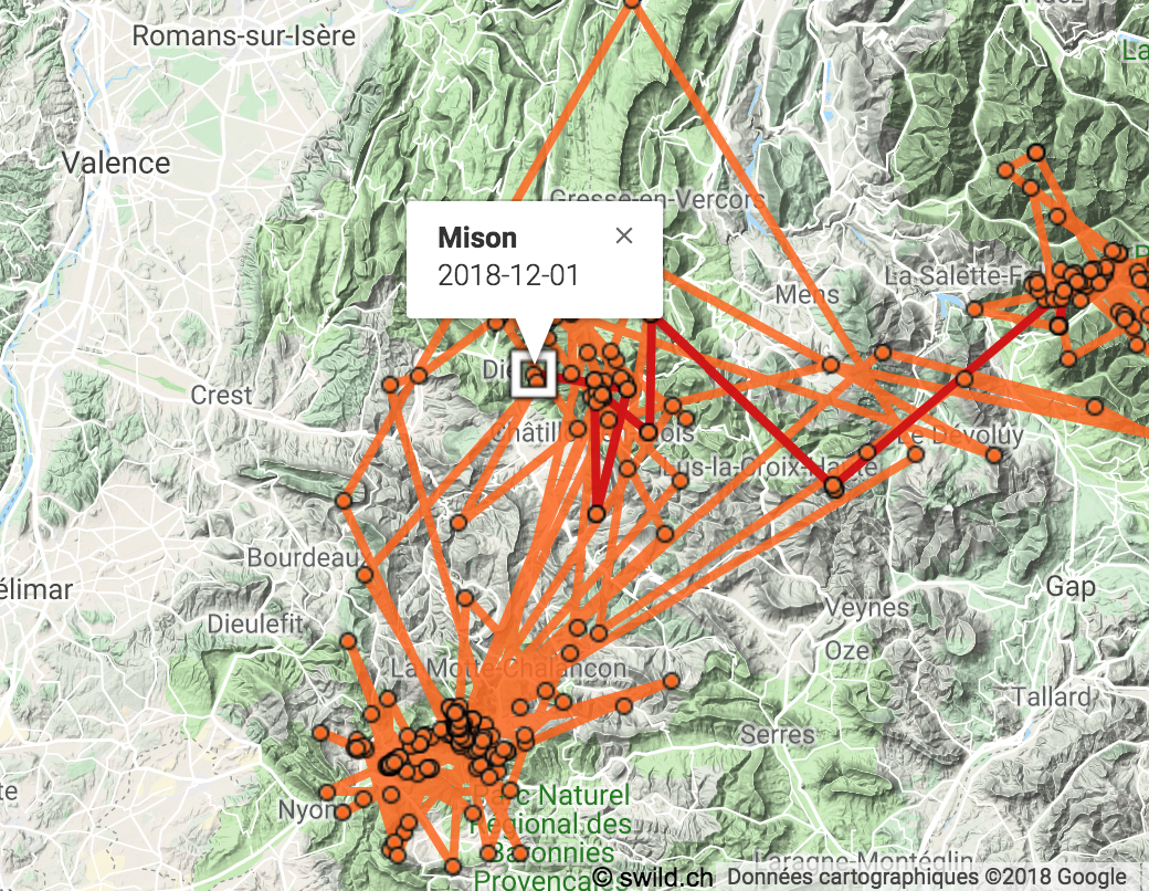 Un jeune gypaète suisse en convalescence en Provence.