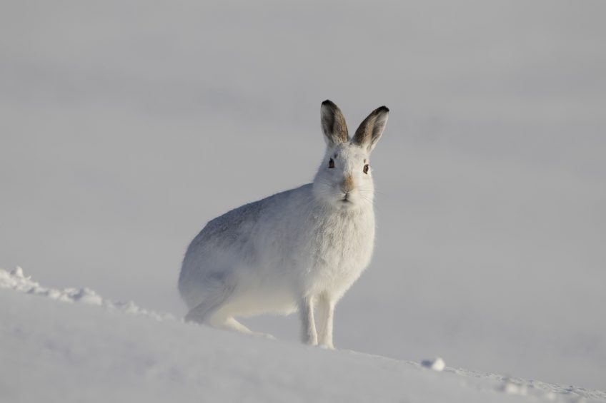 Le lapin ou lièvre d'empreintes de pas dans la neige, les pistes de lapin  sont l'un des plus couramment observés après la neige. Les Lapins aussi ont  des petits orteils ronde et