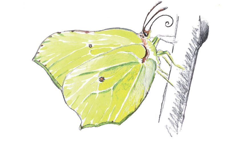 Le citron, un papillon pressé