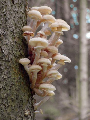 L’Armillaire, le champignon qui se clone pour vivre plus longtemps