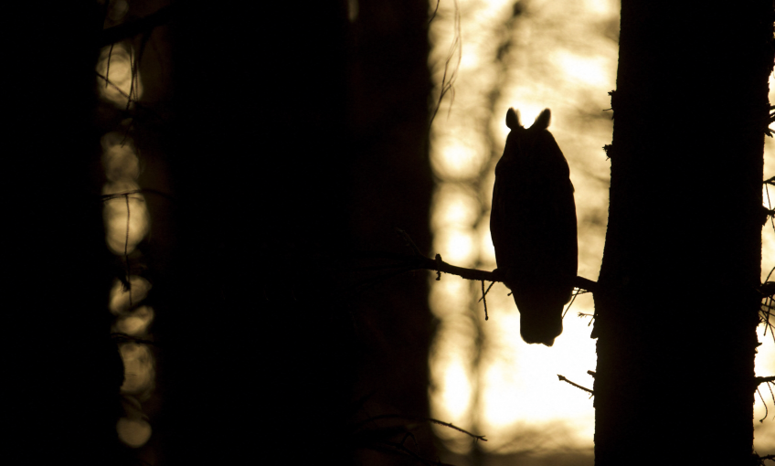 Paul Hobson / Frank Lane Picture Agency - Biosphoto