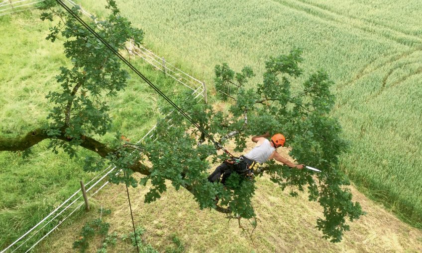 Des arboristes pour le grand capricorne