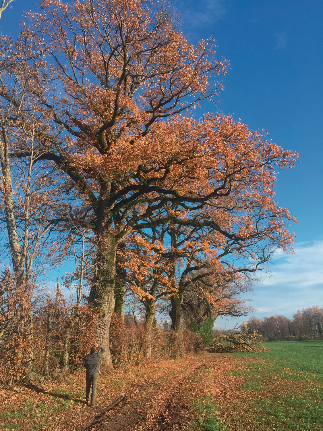 Des arboristes pour le grand capricorne