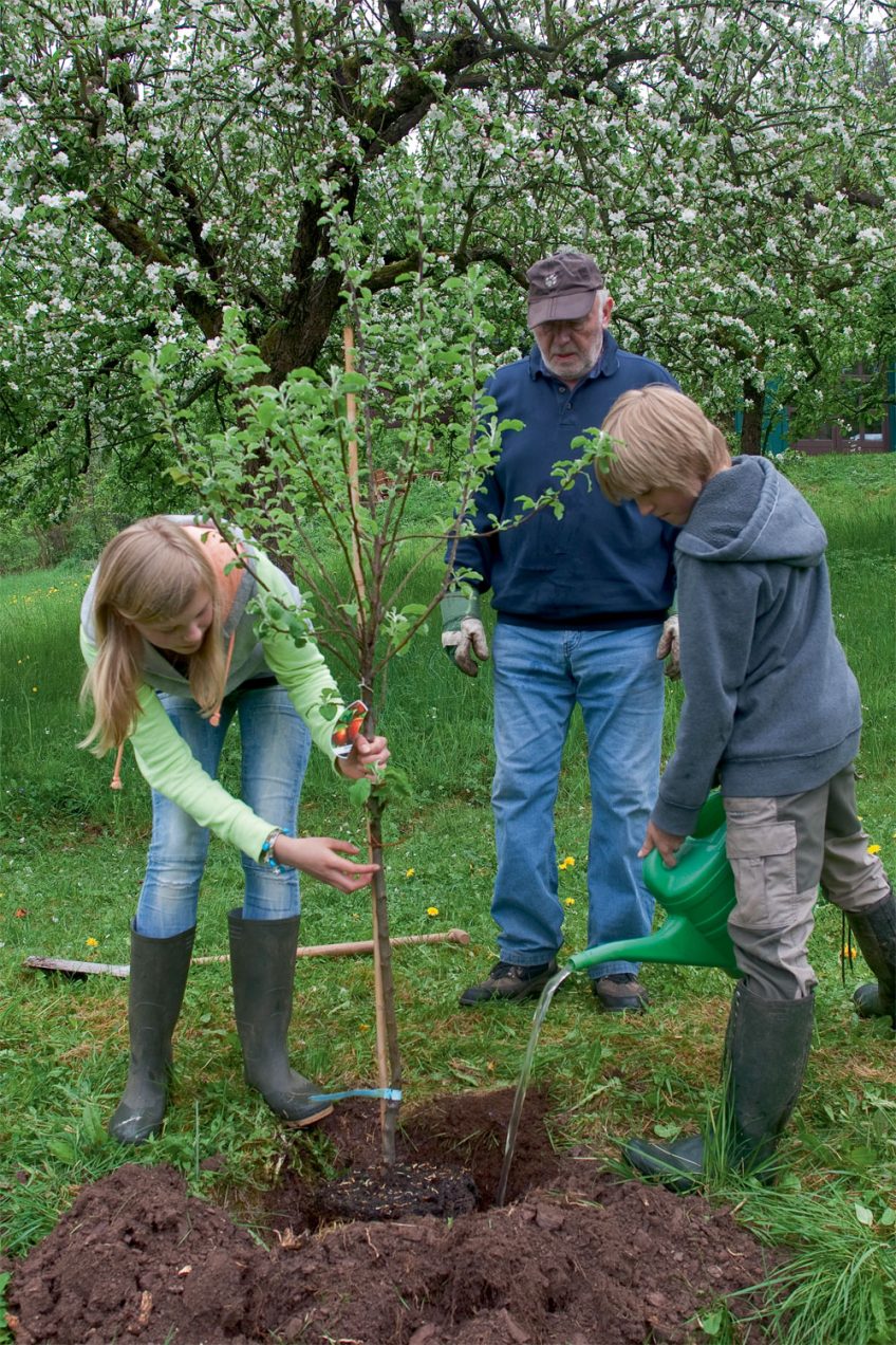 Planter des arbres dans le monde