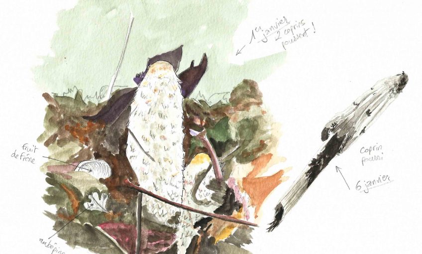 Nouvel an avec les champignons coprins - La Salamandre