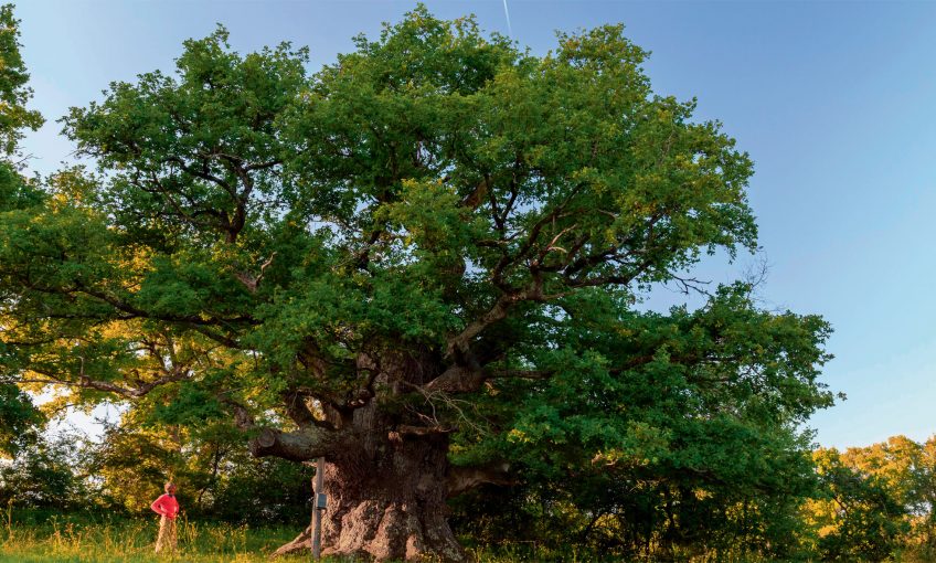 Le mélèze, un des arbres qui vit le plus longtemps