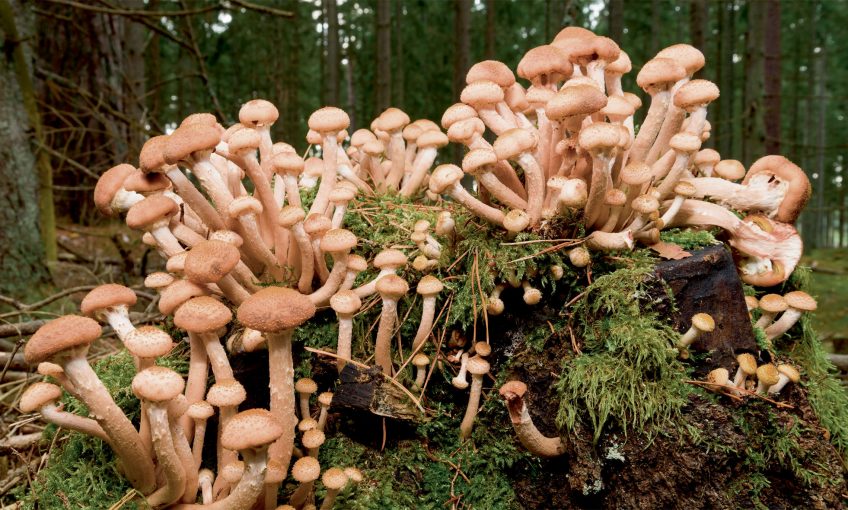 L’Armillaire, le champignon qui se clone pour vivre plus longtemps