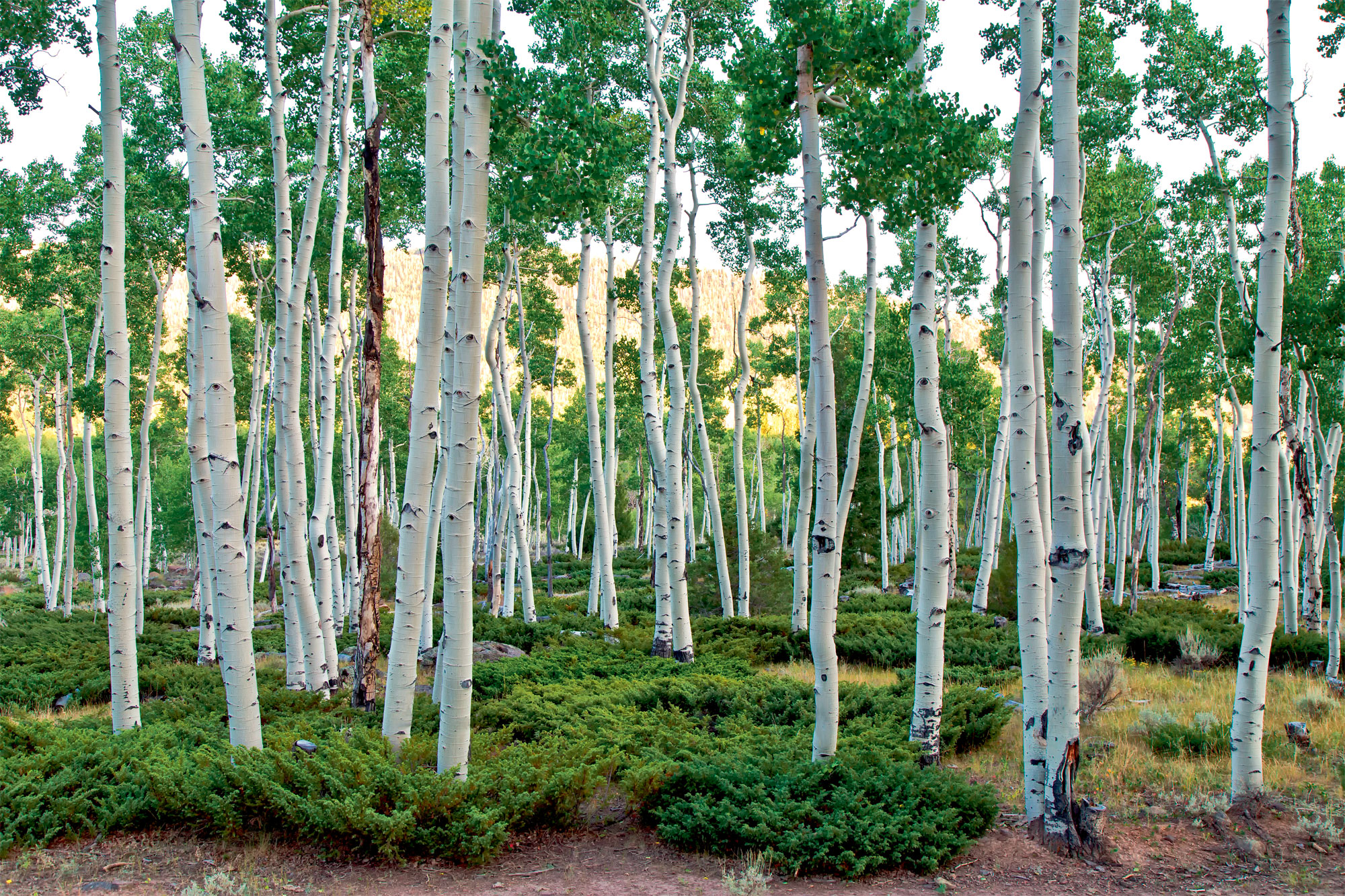 forêt clonale de peuplier