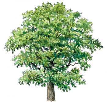 Le top 10 des arbres à planter dans son jardin