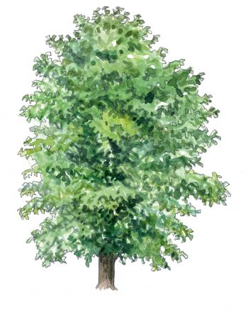 Top 10 des arbres à planter dans son jardin et leurs conseils de plantation