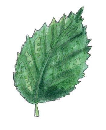 Top 10 des arbres à planter dans son jardin et leurs conseils de plantation
