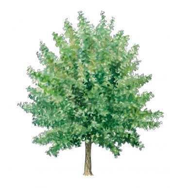 Top 10 des arbres à planter dans son jardin et leurs conseils de plantation