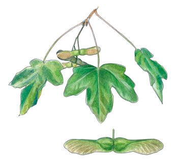 Top 10 des arbres à planter dans son jardin et leurs conseils de plantation