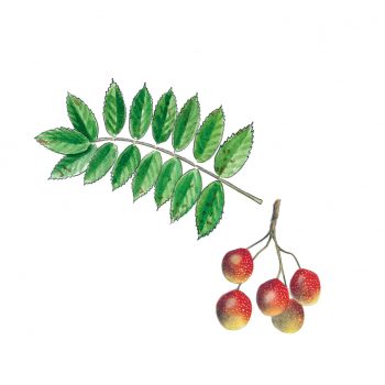Top 10 des arbres à planter dans son jardin et leurs conseils de plantation