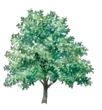 Top 10 des arbres à planter dans son jardin et leurs conseils de plantation
