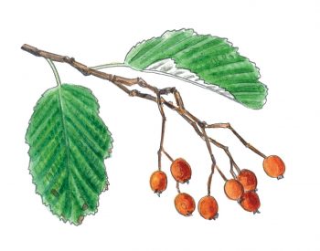 Le top 10 des arbres à planter dans son jardin