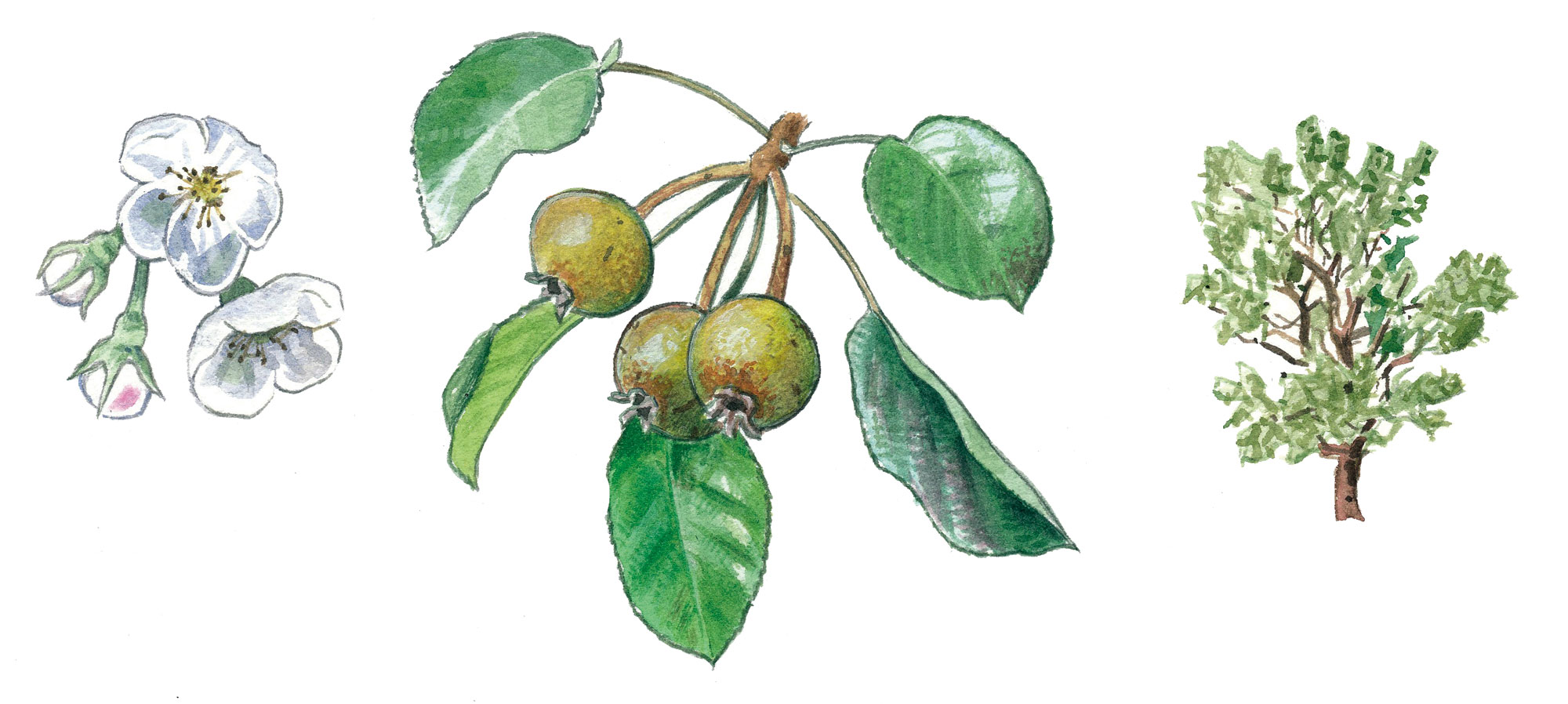 Top 10 des arbres à planter dans son jardin et leurs conseils de plantation
