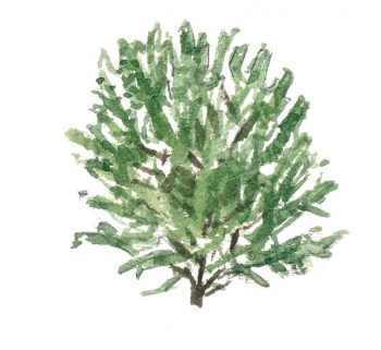 Top 10 des arbres à planter dans son jardin et leurs conseils de plantation