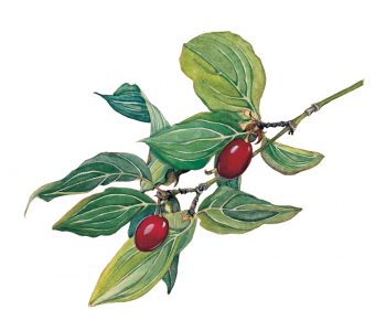 Top 10 des arbres à planter dans son jardin et leurs conseils de plantation
