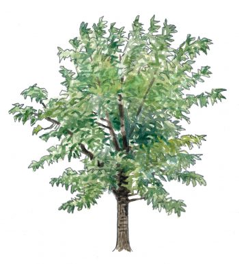 Top 10 des arbres à planter dans son jardin et leurs conseils de plantation