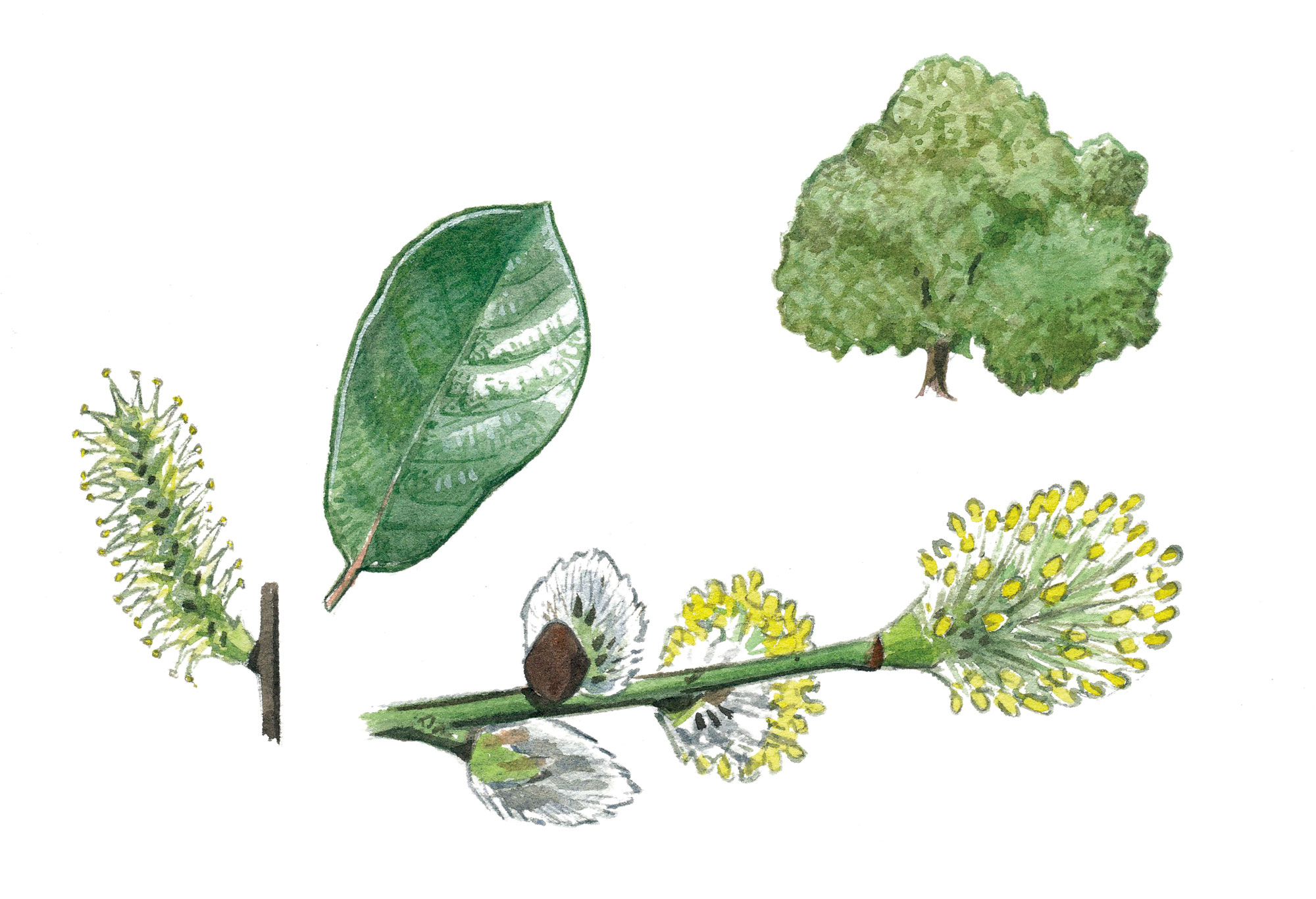Top 10 des arbres à planter dans son jardin et leurs conseils de plantation