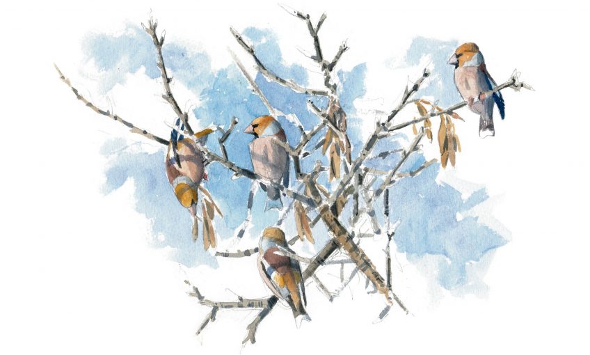 Voilà les grosbecs, des oiseaux aux maxi pifs et gros bidons.