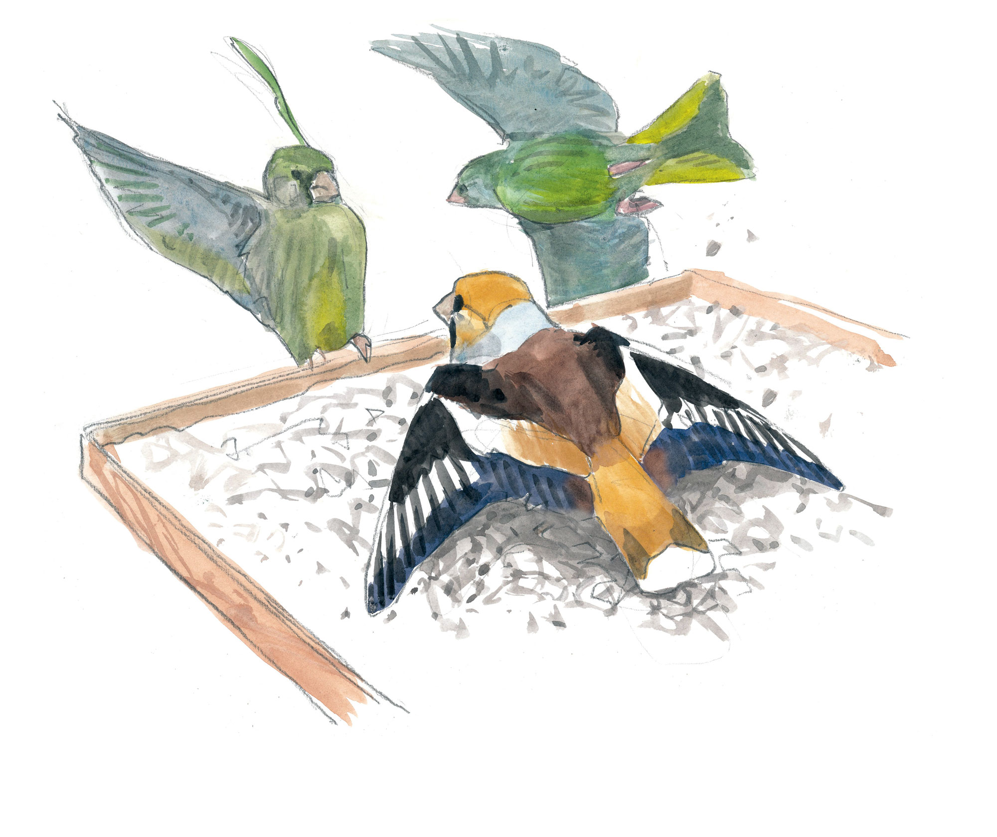 Voilà les grosbecs, des oiseaux aux maxi pifs et gros bidons à la mangeoire