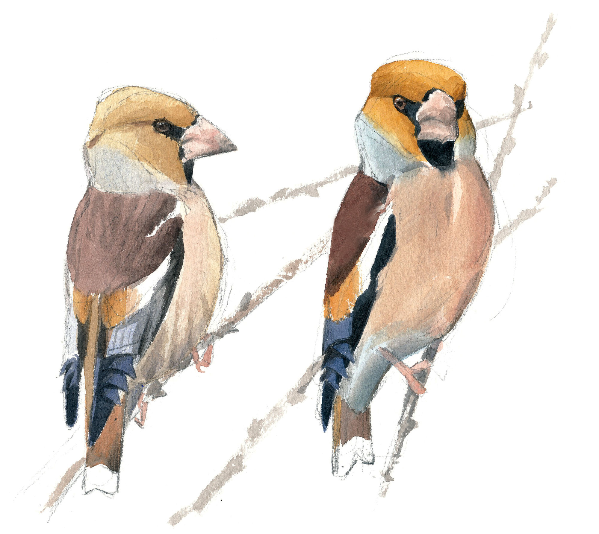 Voilà les grosbecs, des oiseaux aux maxi pifs et gros bidons.