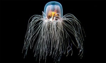 Non, malgré ses talents de voyageuse du temps et son apparence surnaturelle, la méduse Turritopsis dohrnii ne vient pas d'une autre planète. 