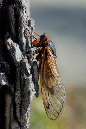 Quel insecte vit le plus longtemps ?