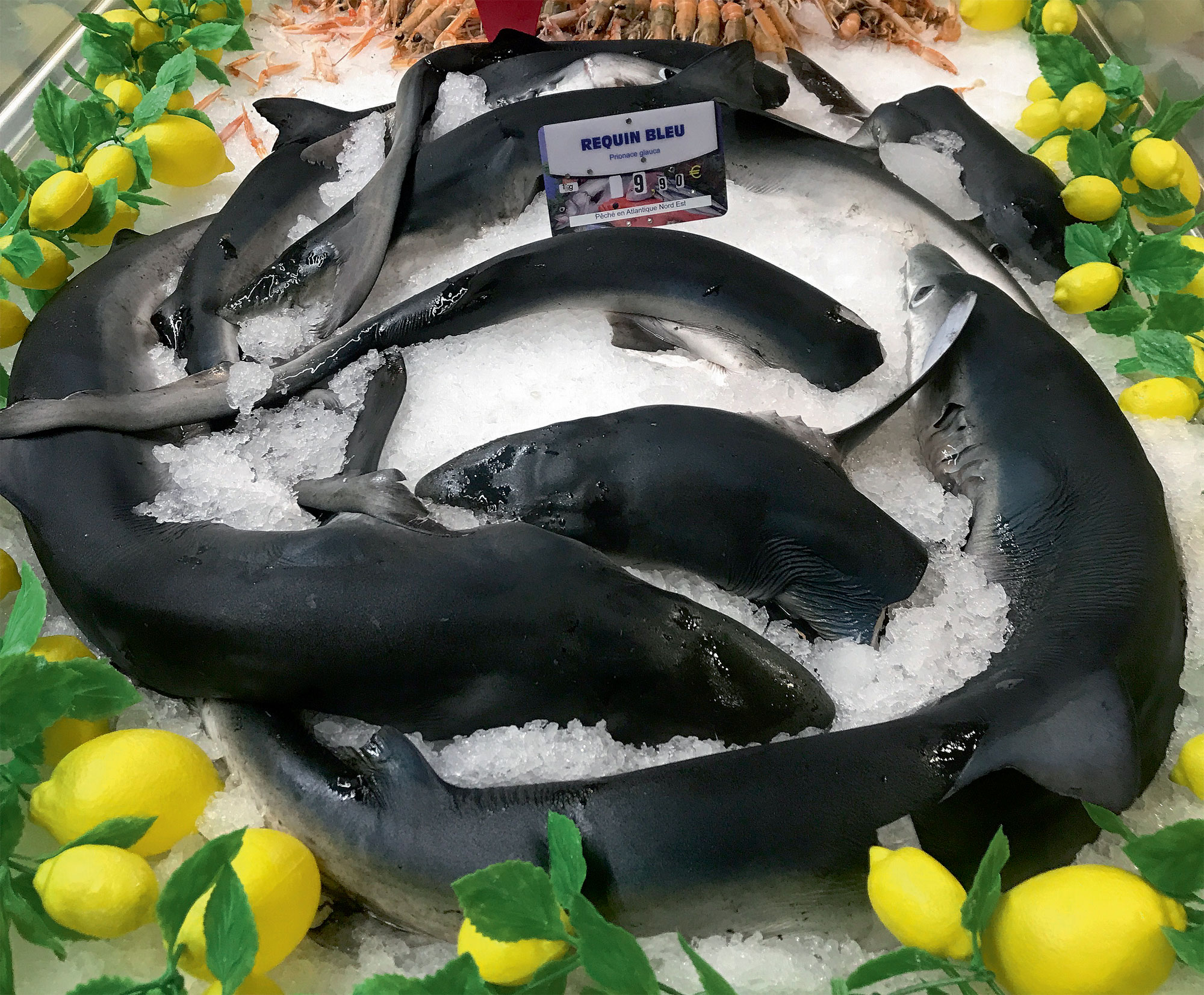 Il faut se battre contre un monde sans requins