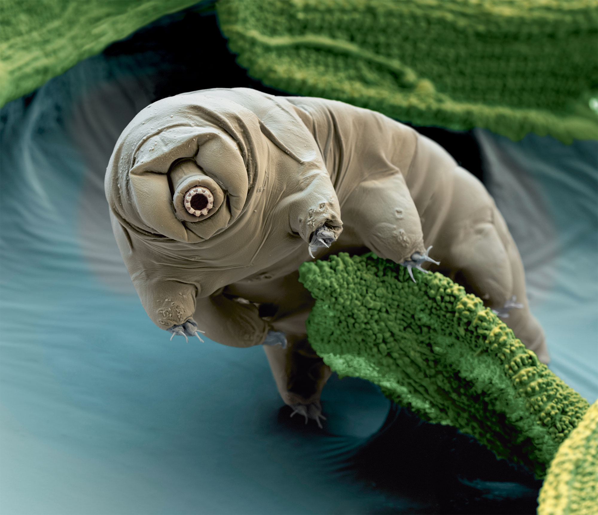 Le tardigrade, l'animal qui résiste au vide spatial