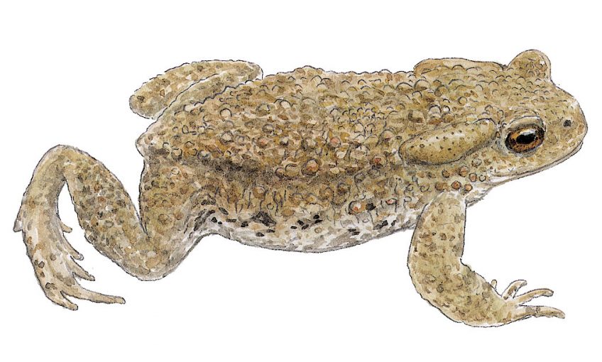 Top départ pour la saison de reproduction du crapaud commun