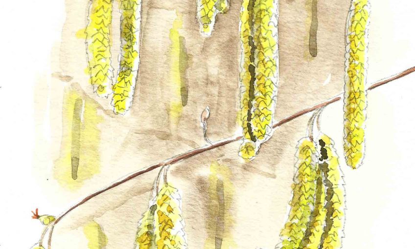 Février et l'arbre de la lumière le noisetier - La Salamandre