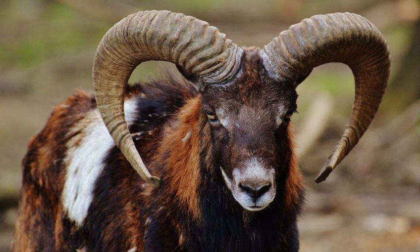mouflon