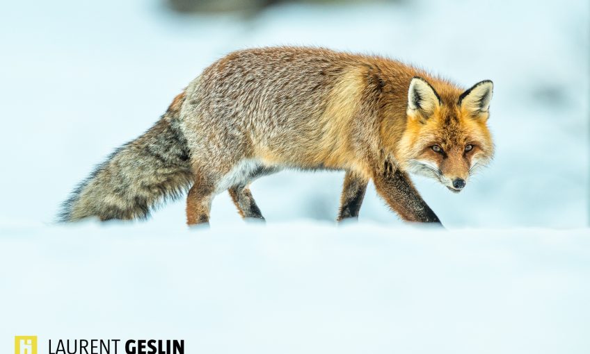 Histoires d'images - L'odyssée du renard