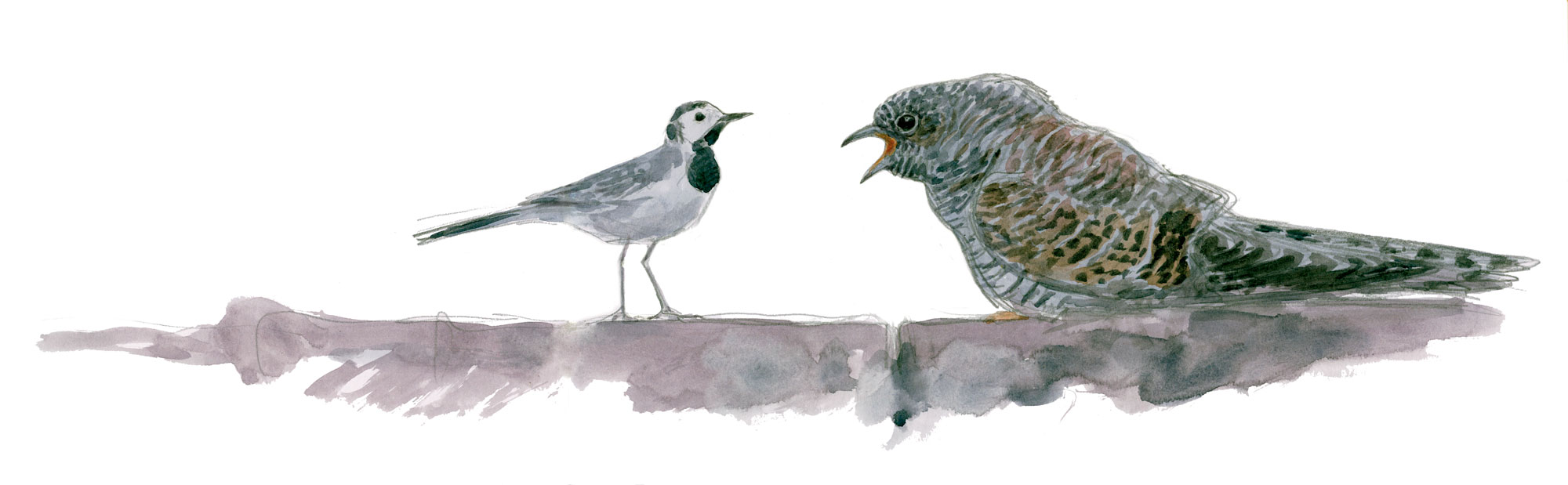 Les dessins de coucou gris du peintre naturaliste Jean Chevallier