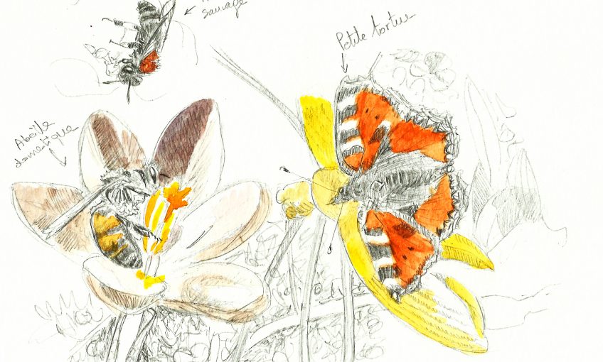 Menu crocus pour les abeilles - La Salamandre