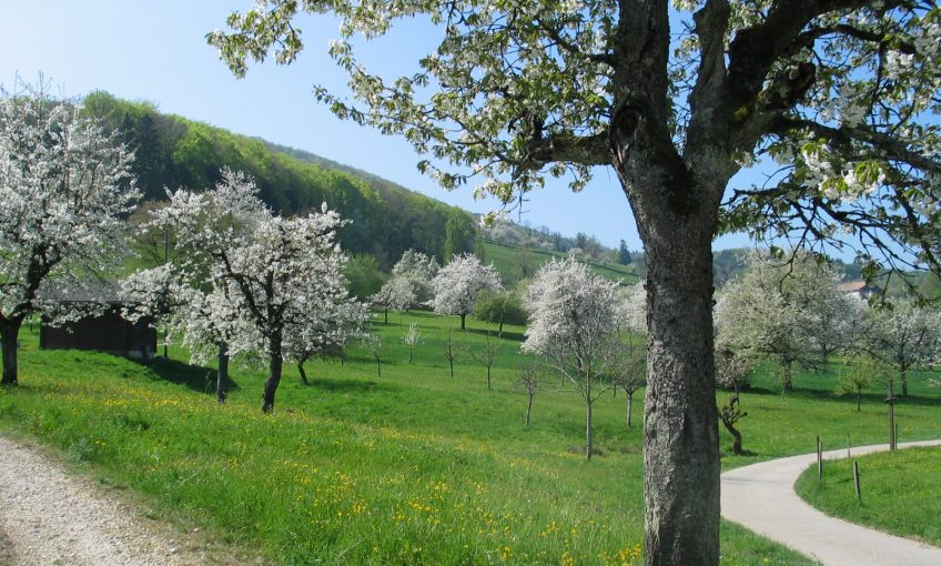 La Salamandre plante 250 arbres dans un verger du Jura