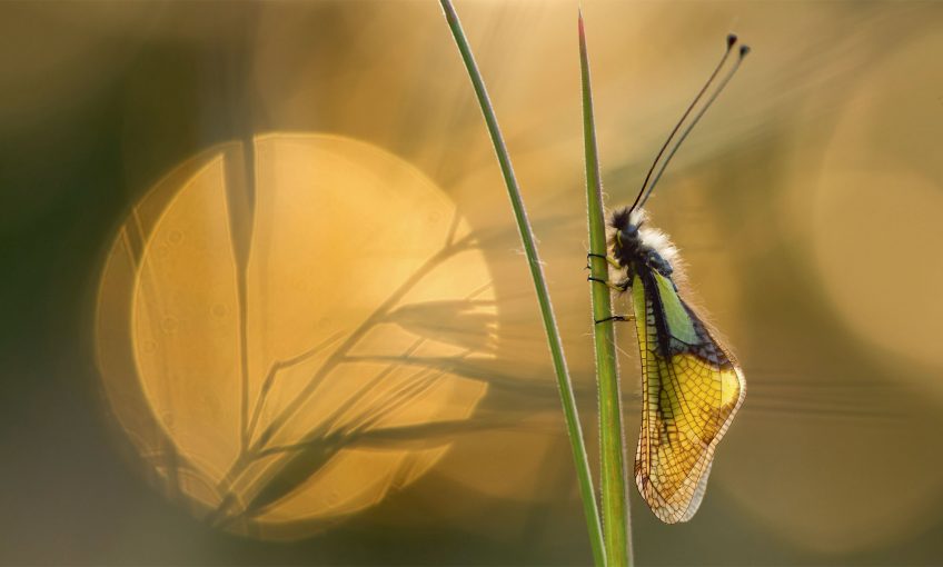 L'ascalaphe, la magicienne et le diablotin, des insectes de la garrigue