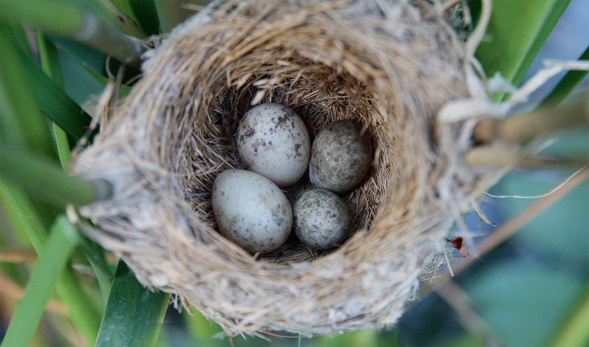 Les œufs du coucou, des imitations presque parfaites