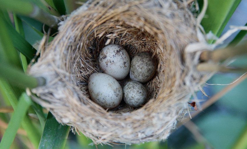 Les œufs du coucou, des imitations presque parfaites