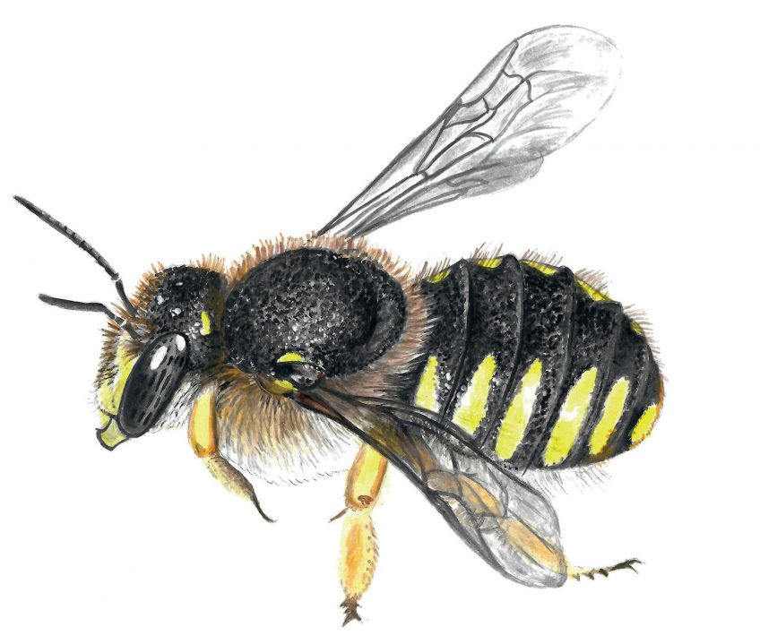Construisez un nichoir pour les abeilles sauvages pour attirer l’anthidie à manique