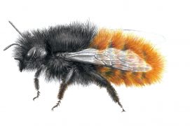 Une des abeilles sauvages les plus visibles est l’osmie cornue. L’espèce est dite xylicole, car elle utilise des galeries dans le bois pour faire son nid. C’est elle l’abeille des fenêtres qui bouche les trous d’évacuation, tout comme l’osmie rousse. / © Sophie Giriens