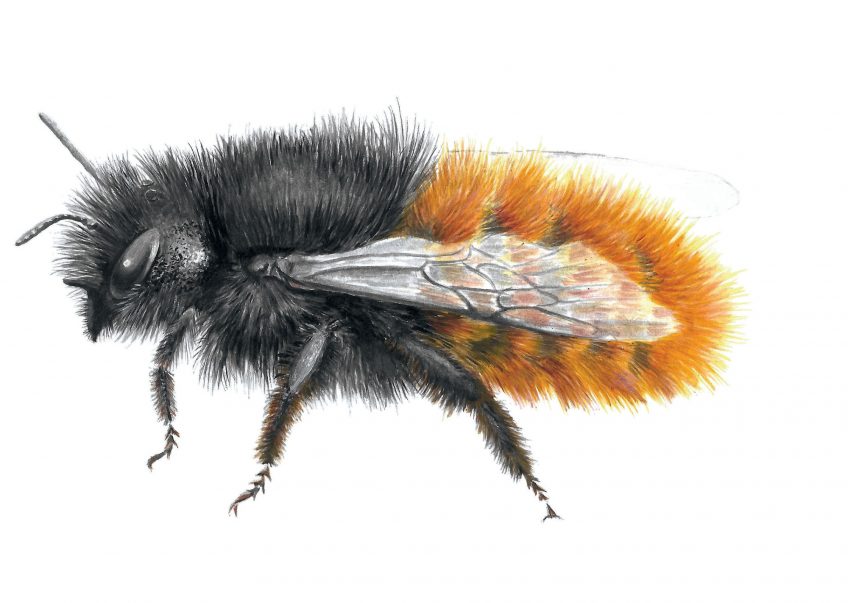 Construisez un nichoir pour les abeilles sauvages pour attirer l'osmie rousse