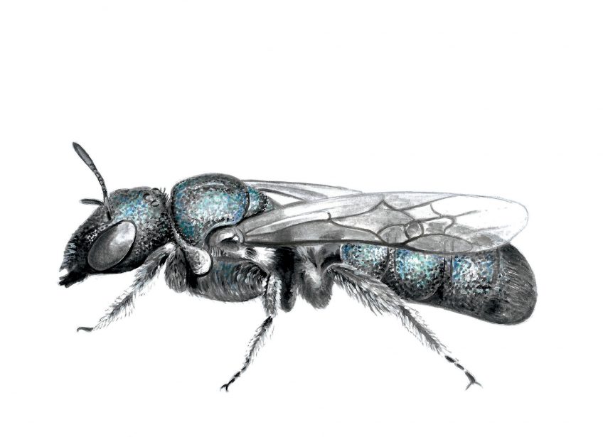 Construisez un nichoir pour les abeilles sauvages pour attirer la cératine bleutée
