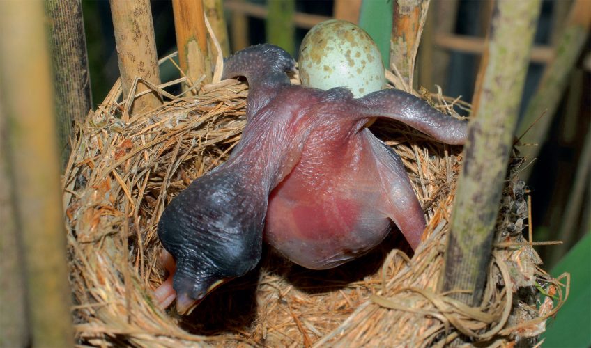 Comment Le Poussin Du Coucou Gris Ejecte T Il Les œufs Du Nid La Salamandre